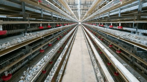 退伍不褪色 老兵攜老兵共譜致富經(jīng)——賓川縣退伍軍人創(chuàng)辦合作社助農(nóng)增收紀實